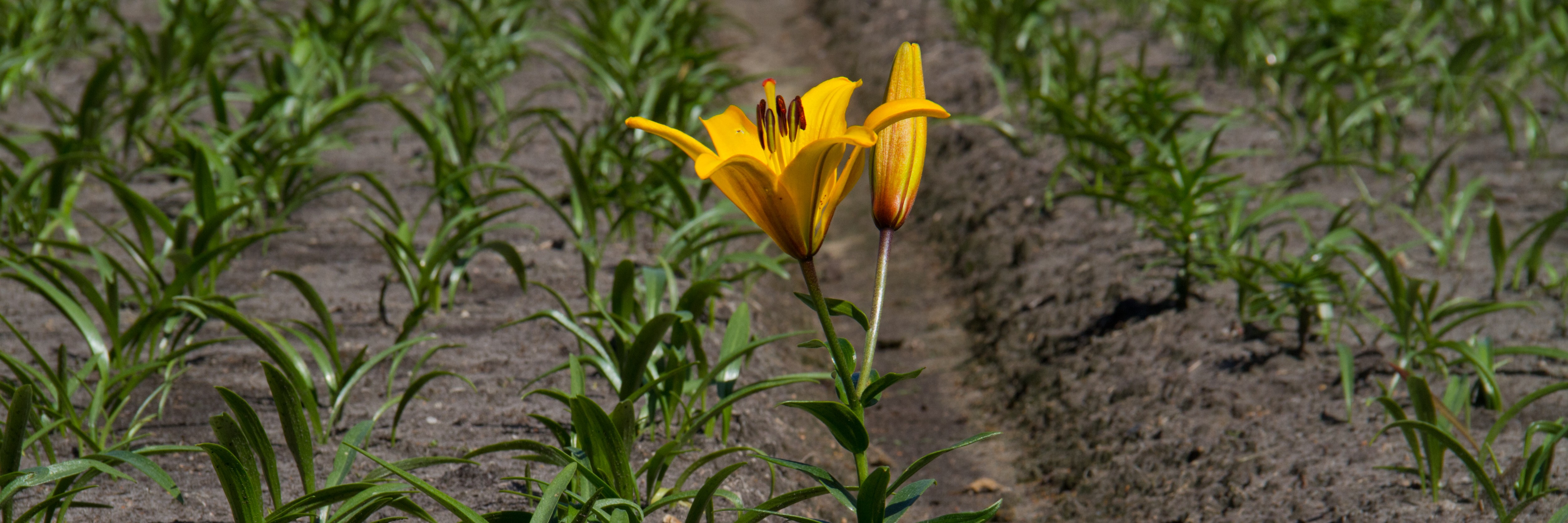 natuurbescherming onder de omgevingswet