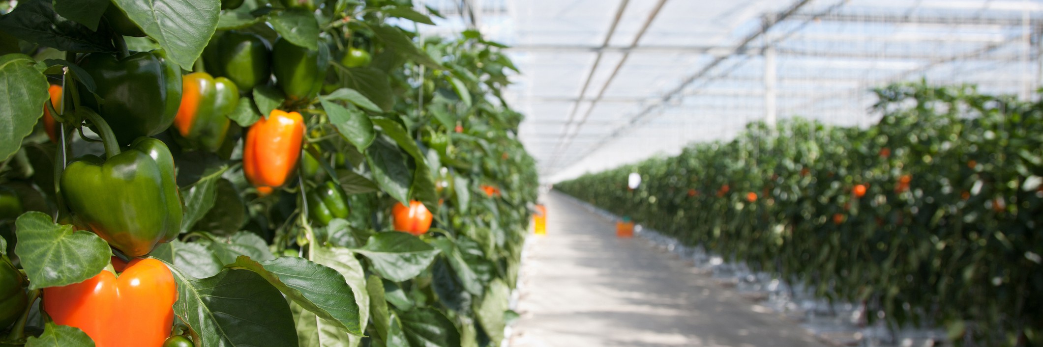 verwarming van kassen voor teelt paprika