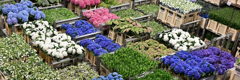 cao groothandel bloemen en planten, cao groothandel in bloemen en planten, cao groothandel bloemen en planten 2021