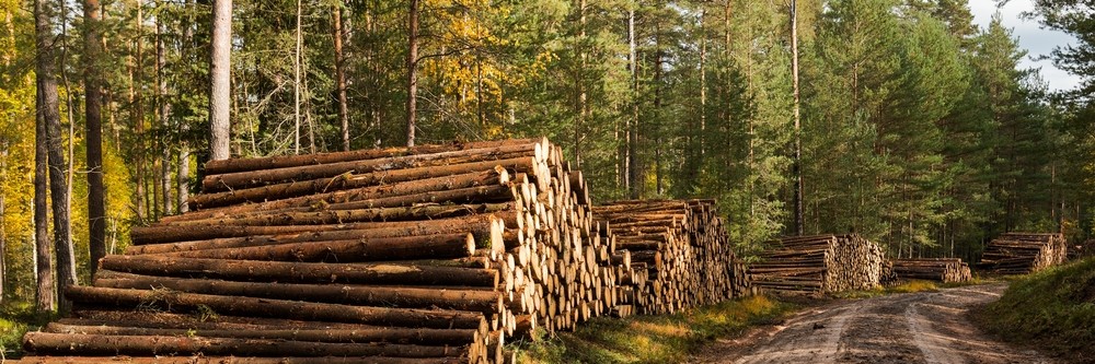 gekapte bomen in het kader van de ontbossingsverordening (EUDR)